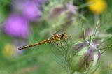 Grosse-Heidelibelle-_Sympetrum-striolatum_-w-Gartenteich---_2_-PS.jpg