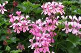 Haenge-Geranie_Pelargonium-peltatum-PS.jpg