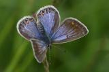 Hauhechelblaeuling-_Polyommatus-icarus_-w-leicht-blau-bestaeubt-Flugplatzheide-PS.jpg