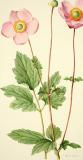 Herbst-Anemone_Anemone_Hupehensis-Addisonia_-_colored_illustrations_of_plants__1916-_1964____16771745972_.jpg