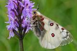 Hochalpen-Apollo-(Parnassius-phoebus)-M-3-PS.jpg