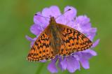 Hochmoor-Perlmuttfalter-_Boloria-aquilonaris_-Pfaffenwinkel-PS-2025.jpg
