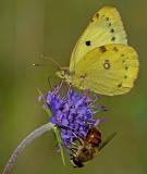 Hufeisenklee-Gelbling-_Colias-alfacariensis_-u-PS-2.jpg