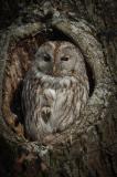 IMG_3908-Waldkauz.jpg