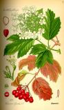 Illustration_Viburnum_opulus0-PS.jpg
