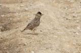 Kurzzehenlerche_1-PS.jpg