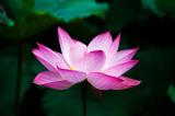 Lotus_flower__978659_-PS.jpg