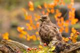 Maeusebussard-_Buteo-buteo_-_4-von-1_-PS.jpg