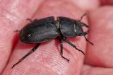 OK127072152BalkenschroeterDorcus-parallelipipedus2025-07-13AIC-PS.jpg