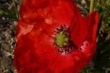 P1340280_KlatschMohn.jpg