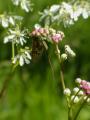 P1470100GemeineEintagsfliege.jpg
