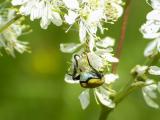 P1470104GoldstaubLaubkaefer.jpg