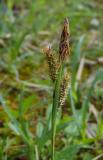 P1600401-Blaugruene-Segge.jpg