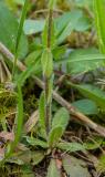 P1600415-Behaarte-Gaensekresse.jpg