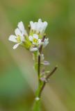 P1600417-Behaarte-Gaensekresse.jpg