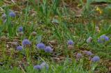 P1600432-Gew-Kugelblume.jpg