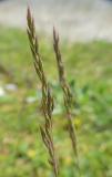 P1600439-Echter-Schaf-Schwingel.jpg