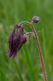 P1600480-Schwarzviolette-Akelei.jpg