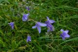 P1780995-Wiesen-Glockenblume.jpg
