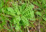 P1790070-Stinkender-Hainsalat.jpg
