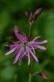 P1790094-Kuckucks-Lichtnelke.jpg