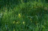 P2070679-Echte-Schluesselblume.jpg