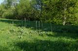P2070681-Gelber-Enzian.jpg