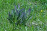 P2070703-Gelber-Enzian.jpg