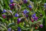 P2070748-Weiches-Lungenkraut.jpg