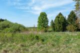 P2070751-Flaeche-Lungenkraut.jpg