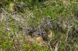 P2070753-Silberdistel.jpg