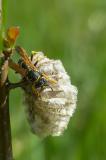P2070769-Heide-Feldwespe.jpg