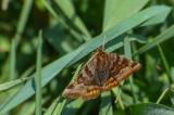P2070780-Braune-Tageule.jpg