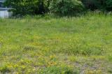 P2090113-Flugplatzheide.jpg