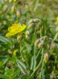 P2090115-Gew-Sonnenroeschen.jpg