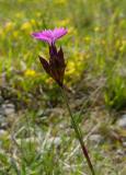 P2090118-Karthaeuser-Nelke.jpg