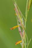 P2090135-Aufrechte-Trespe.jpg