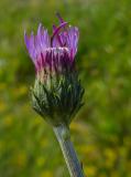 P2090151-Knollen-Kratzdistel.jpg