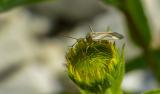P2090167-Gemeine_Zierwanze.jpg