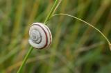 P2140489-Gemeine-Heideschnecke.jpg