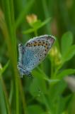 P2280258-Hauhechel-Blaeuling.jpg