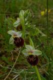 P2280264-Hummel-Ragwurz.jpg
