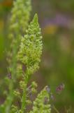 P2280268-Gelber-Wau.jpg
