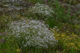 P2280269-Kriechendes-Gipskraut.jpg