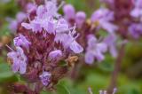 P2280279-Frueher-Thymian.jpg