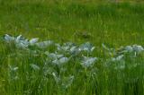 P2280303-Alpen-Pestwurz.jpg