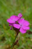 P2280315-Karthaeuser-Nelke.jpg