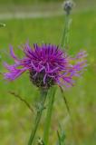 P2280317-Skabiosen-Flockenblume.jpg