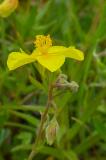 P2280320-Gew-Sonnenroeschen.jpg