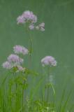 P2280326-Akeleiblaettrige-Wiesenraute.jpg
